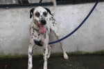 D148(050213) - Dalmatian Mix Dog