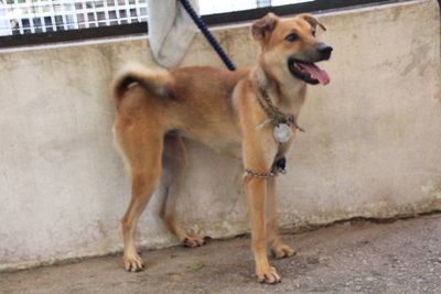 D212(211012) - Mixed Breed Dog