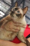 R1c3 Samantha - Siamese + Domestic Short Hair Cat