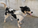 D55(260610) - Mixed Breed Dog