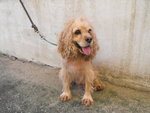 D47(040113) - Cocker Spaniel Dog