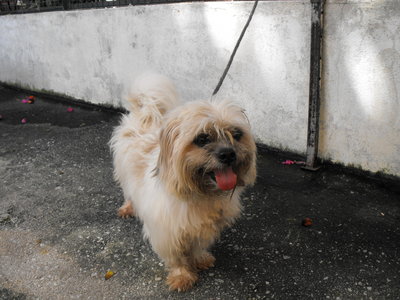 D88(220912) - Shih Tzu Dog