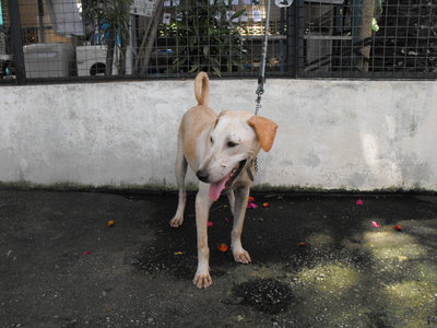 D93(281212) - Labrador Retriever Mix Dog