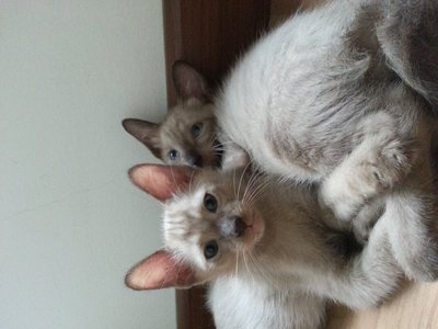 Qiqi N Monte - Domestic Medium Hair Cat