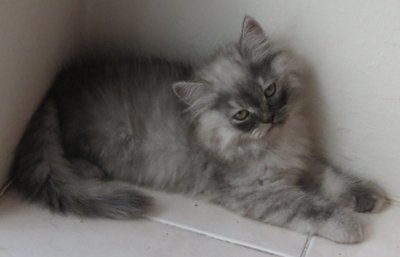 Luna - Persian Cat