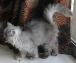 Luna - Persian Cat