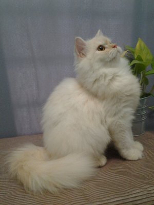 Persian Mix Kitten Sold 7 Yrs Milkygurl Mainecoon Mix Persian Petfinder My Mobile