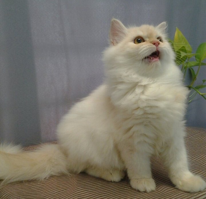 Persian + Maine Coon Kitten Sold - 6 Years 10 Months ...