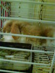 Pancakes - Jersey Wooly + Angora Rabbit Rabbit