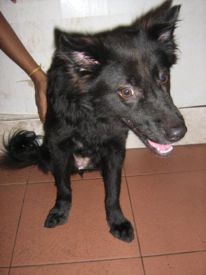 Mirthu - Mixed Breed Dog