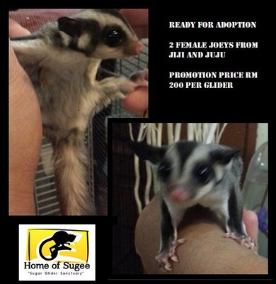 Sugar Glider - Sugar Glider Small & Furry