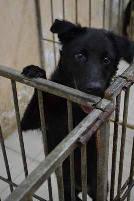 Nimbus - Mixed Breed Dog