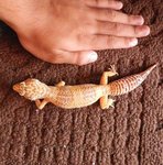 Leopard Gecko (Tremper Albino) - Gecko Reptile