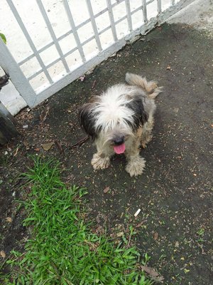 Unknow - Havanese Dog