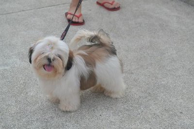 Paris(Malaysia Champion Line) - Shih Tzu Dog