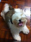 Paris(Malaysia Champion Line) - Shih Tzu Dog