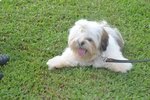 Paris(Malaysia Champion Line) - Shih Tzu Dog