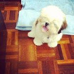 Paris(Malaysia Champion Line) - Shih Tzu Dog