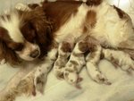 Harley, Charlie, Hayley, Bentley... - Cavalier King Charles Spaniel Dog