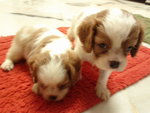 Harley, Charlie, Hayley, Bentley... - Cavalier King Charles Spaniel Dog