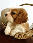 Harley, Charlie, Hayley, Bentley... - Cavalier King Charles Spaniel Dog