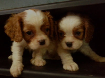 Harley, Charlie, Hayley, Bentley... - Cavalier King Charles Spaniel Dog