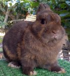 Netherland Dwarf Chocolate Rabbit - Netherland Dwarf Rabbit