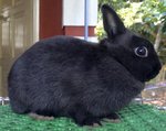 Netherland Dwarf Nd Rabbit 14 &amp; 15 - Netherland Dwarf Rabbit