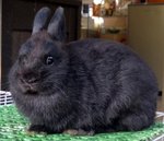 Netherland Dwarf Nd Rabbit 14 &amp; 15 - Netherland Dwarf Rabbit