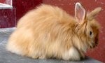English Angora &amp; Angora Cross  - Angora Rabbit Rabbit