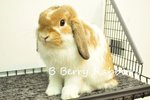 Holland Lop - Broken Orange 24 - Holland Lop Rabbit