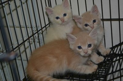 5 Kittens Mixed Breed - Tabby + Himalayan Cat