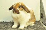 Holland Lop - Broken Tort 2872 - Holland Lop Rabbit