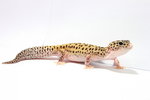 Tremper Albino Eclipse Leopardgecko - Gecko Reptile