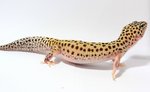 Tremper Albino Eclipse Leopardgecko - Gecko Reptile