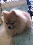 Matt - Pomeranian Dog