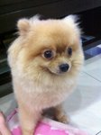 Matt - Pomeranian Dog