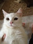 PF46912 - Persian + Domestic Medium Hair Cat