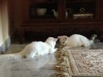 PF46912 - Persian + Domestic Medium Hair Cat