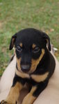 Toby - Doberman Pinscher Mix Dog