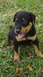 Toby - Doberman Pinscher Mix Dog