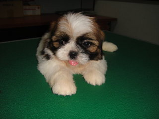 Star Shih Tzu - Shih Tzu Dog