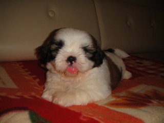 Star Shih Tzu - Shih Tzu Dog