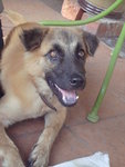 Mocha - Belgian Shepherd Malinois + Terrier Dog