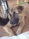 Mocha - Belgian Shepherd Malinois + Terrier Dog