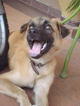 Mocha - Belgian Shepherd Malinois + Terrier Dog