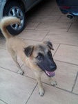 Mocha - Belgian Shepherd Malinois + Terrier Dog