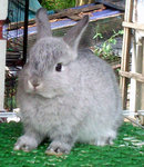 Netherland Dwarf Baby Rabbit Chin - Netherland Dwarf Rabbit