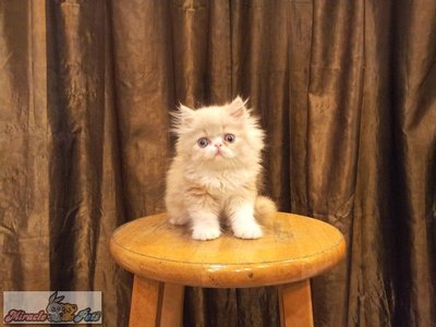 Flat Face Persian Kitten - Female B - Persian Cat