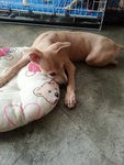 play with pillow
